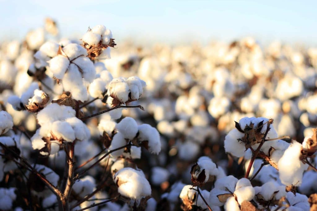 Cotton plant