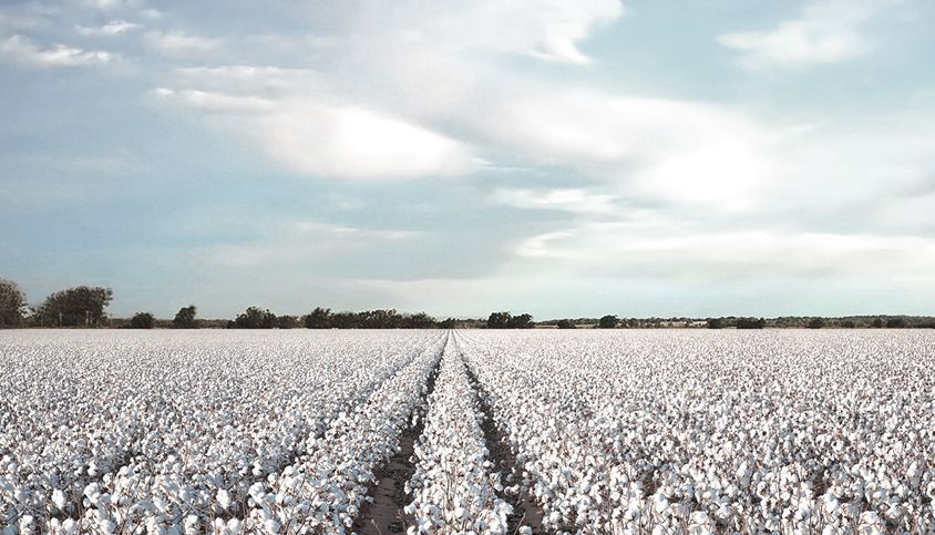 cotton field